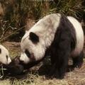 溫情催淚影片，一個大熊貓的艱難回家路