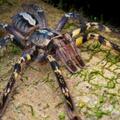 越來越多年輕人將蜘蛛和蠍子當寵物，這讓一些科學家開始擔心