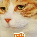 這輩子養過「最後悔」的貓，就是橘貓！