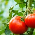 西紅柿生吃好還是熟吃好？區別竟然這麼大！
