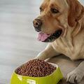 狗狗吃什麼狗糧好？如何挑選高品質狗糧？