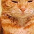 原創橘貓你有了解過嗎？在飼養中需要注意哪些事項？