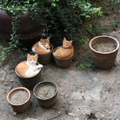 空盆栽丟院子「自動長出3朵貓」　網見花開驚喜：種貓得貓！花閉照更可愛