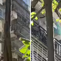 出太陽下雨竟是「蟬在尿尿」　他好奇嘗一口！神奇口感曝光