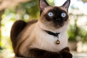 暹羅貓為什麼越來越受歡迎？網友：養了才知道「真香」