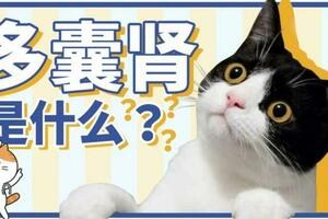 熙熙科普｜讓無數養貓人困擾的【多囊腎】到底是什麼？