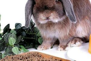 寵物食品中的絲蘭是什麼，有哪些功效？