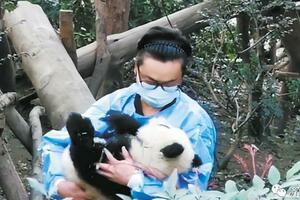 殘疾大熊貓寶寶被3名女遊客潑水，惹事遊客身份未確定無法處理