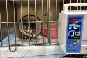 貓狗斷腿掏上萬，老鼠肺炎花三千：為什麼寵物看病那麼貴？