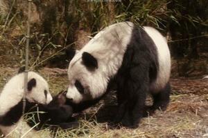溫情催淚影片，一個大熊貓的艱難回家路