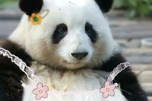 動物園的「吸金獸」：花花躺賺上億排第二，有一隻熊貓年賺5個億