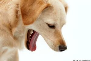 狗狗反芻正常嗎？