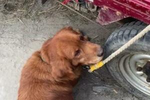 安徽女子寵物狗撿回垃圾，吐出物後主人緊急報警