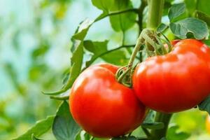 西紅柿生吃好還是熟吃好？區別竟然這麼大！
