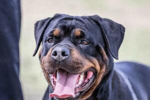 咬傷幼童的羅威納犬是警犬之一，在河南屬於家庭禁養的烈性犬