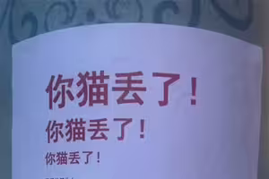 尋貓啟事「故意不放貓照」　眾人細看小字理解：太丟臉了