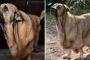 領養大狗「皮融化垂地上」　主人急查病因！獸醫全愣住