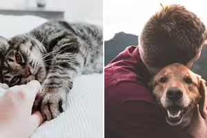 研究量化「養寵物好處」　幸福感等同「加薪300萬」