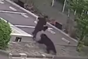 黑熊闖工廠撲咬員工　撞破玻璃門再襲3人