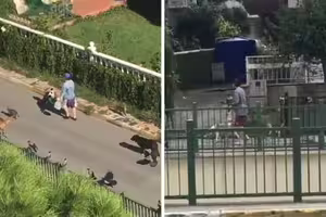 超像童話故事！神秘女一出門小動物全護送　鄰居揭驚人真相