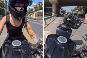 女子騎車載貓　貓咪突從籠中跌入馬路