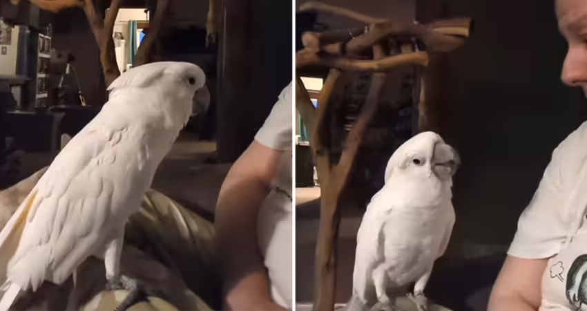 摯友貓咪過世！鸚鵡聽噩耗「突抬頭問1句」　主人瞬間落淚