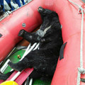花蓮河床發現台灣黑熊遺體 初步判定溺斃