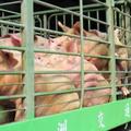 中秋節烤肉 農委會：豬下痢不影響供應