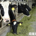 林鳳營裁員賣牛求生　味全「嚴正聲明」否認