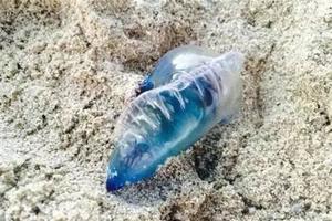 在海邊看到「這個藍色透明塑膠袋」，不要猶豫，請快點跑！