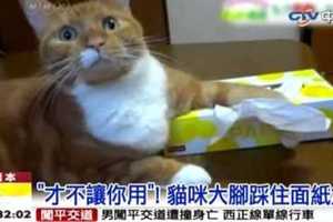 家有萌貓來搗亂 飼主們舉雙手投降