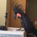 各種鸚鵡搞笑配樂！Dancing Parrot