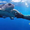 海龜被漁網纏繞受困潛水員相救後它“送上愛的抱抱”！