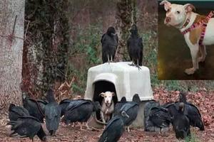 主人把狗狗丟在室外就沒再理它竟然引來了一群禿鷲等待它死的瞬間！
