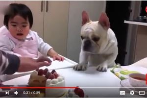 寶寶和狗狗緊盯著切蛋糕的女主人 接下來寶寶懵了！