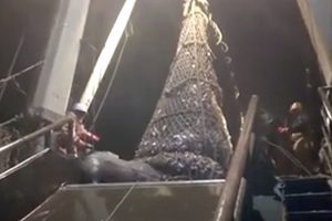 滿網的魚拉上船 裡面竟然滾出一隻搞笑大怪獸！