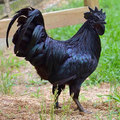 這隻黑到發光的「雞界黑寶石」一隻竟要價7萬！內臟骨頭全黑唯獨「這裡」不是黑的.... 