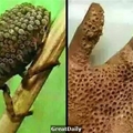 注意！「這種蟲子」千萬不能碰，只要碰一下，你的手就會...太可怕了，快點轉發出去！