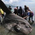 海岸上出現一隻「巨大的怪魚」，引來了很多人圍觀，調查後竟然發現牠是······