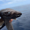 漁夫釣上一條「長相非常奇怪的魚」，湊近一看。。。他差點被嚇壞！
