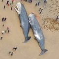 這13隻抹香鯨同時死在海灘讓人超不解，沒想到解剖後才在他們胃部發現「地球快被人類摧毀」的真相…
