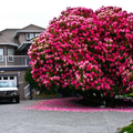 我家門前有「樹瑞」！精選世界各地16顆最美的百年老樹 
