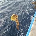 海面上驚現「黃色怪物」，遊客大膽把牠釣起來後竟看到.....嚇得一秒把牠放回「放回海裡」！！