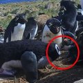 派假企鵝混進企鵝群裡偷拍卻遭到「斬首」，企鵝們傻眼之後的反應害大家都笑慘了！ 