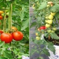 盆栽番茄用了一種東西施肥，結的果子吃都吃不完，自己種安全綠色，喜歡栽培的朋友可以試試哦！！ 