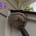 太狂了!實拍外國主人發現了蜂窩，直接「用吸塵機」把牠們連根拔起，看到這一幕多少人都傻眼了！（視頻） 