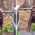 狗狗口中「咬著長樹枝」無法過橋，哀叫幾秒後牠終於想出方法！超級聰明！！