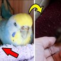 他分了一顆從「超市買的鵪鶉蛋」 給家養的鸚鵡，牠竟然很認真的在孵蛋，沒想到之後發生了「超神奇的事」 ！