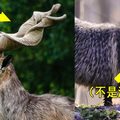 世界上竟然還有這種「奇特動物」！可能一輩子也沒能親眼看過的，來開開眼界吧！