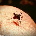 恐怖「殭屍蚊」肆虐！一旦被咬到就完蛋了！